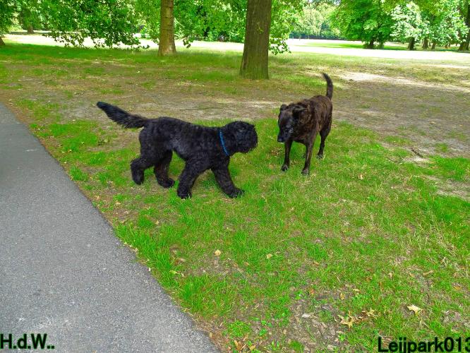 Leijpark013 Beestenboel 19 juli 2023 