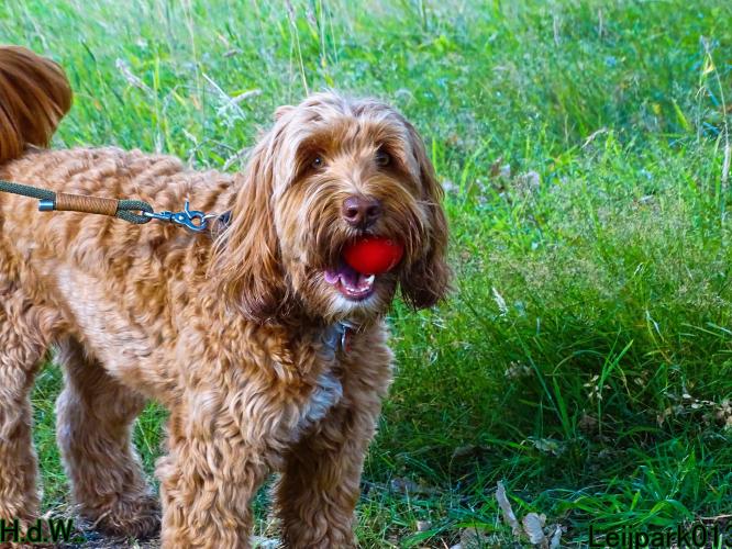 27 juli 2023 Beestenboel 