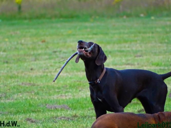 27 juli 2023 Beestenboel 