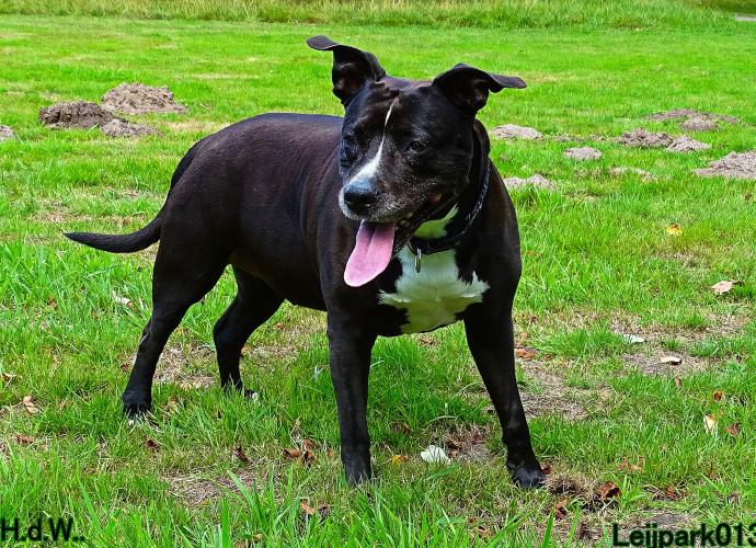 27 juli 2023 Beestenboel 