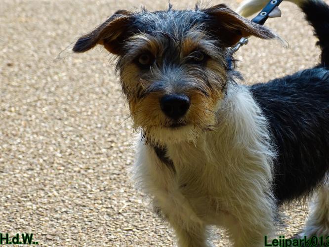 27 juli 2023 Beestenboel 