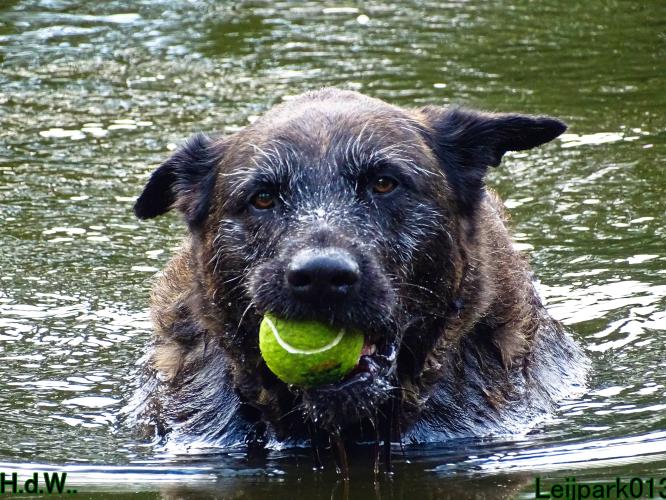 27 juli 2023 Beestenboel 
