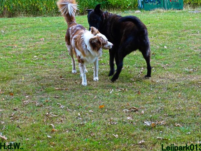 27 juli 2023 Beestenboel 