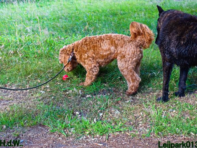 27 juli 2023 Beestenboel 