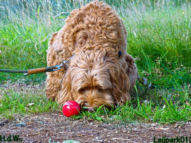 27 juli 2023 Beestenboel 