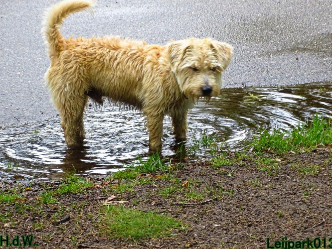 27 juli 2023 Beestenboel 