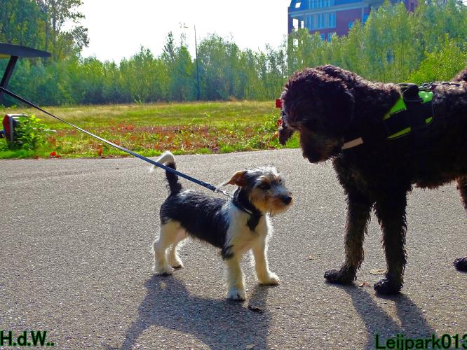 27 juli 2023 Beestenboel 