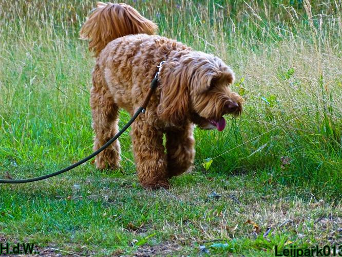 27 juli 2023 Beestenboel 