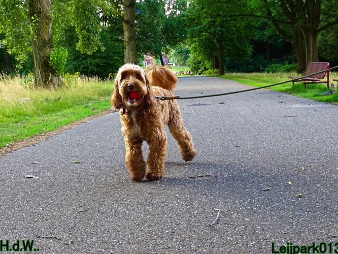 27 juli 2023 Beestenboel 