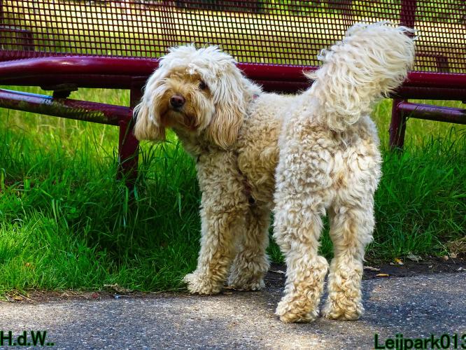 27 juli 2023 Beestenboel 