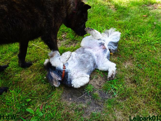 27 juli 2023 Beestenboel 