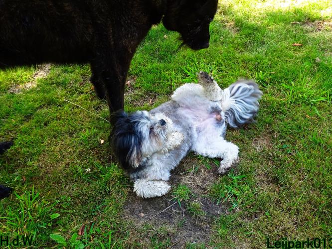 27 juli 2023 Beestenboel 