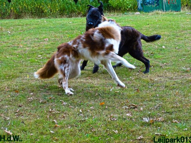 27 juli 2023 Beestenboel 