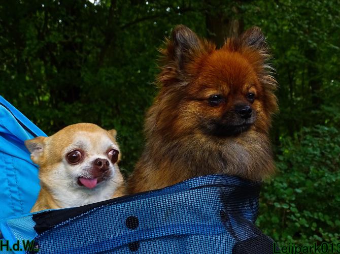 Leijpark013 9 augustus 2023 Beestenboel 