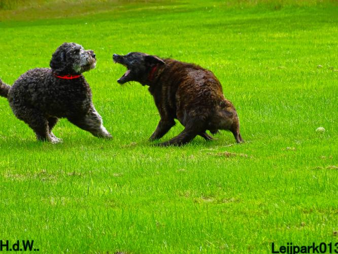 Leijpark013 9 augustus 2023 Beestenboel 