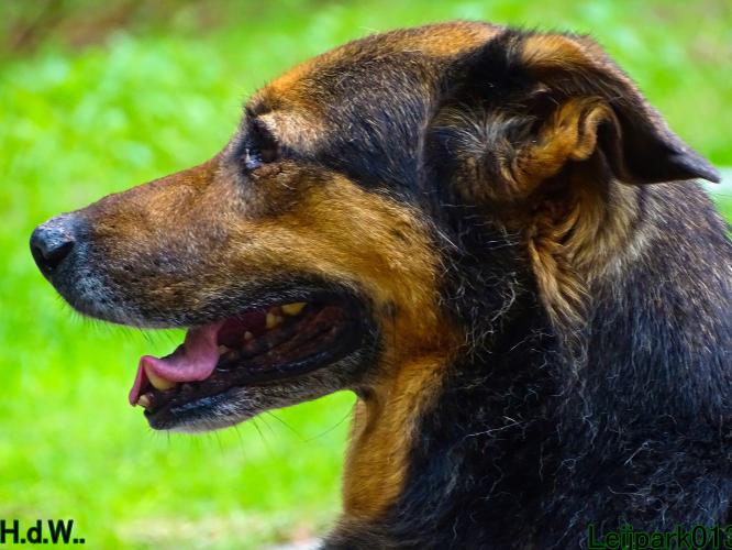 Leijpark013 9 augustus 2023 Beestenboel 