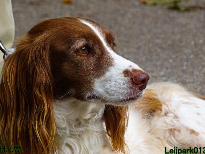 Leijpark013 9 augustus 2023 Beestenboel 