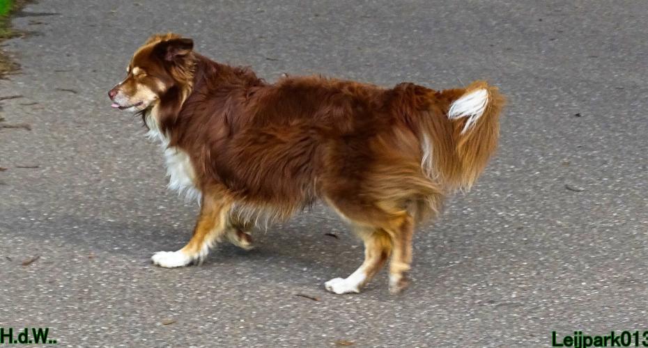 Leijpark013 9 augustus 2023 Beestenboel 