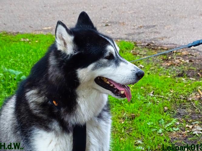 Leijpark013 9 augustus 2023 Beestenboel 