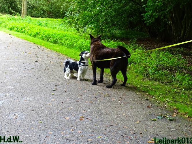 Leijpark013 9 augustus 2023 Beestenboel 