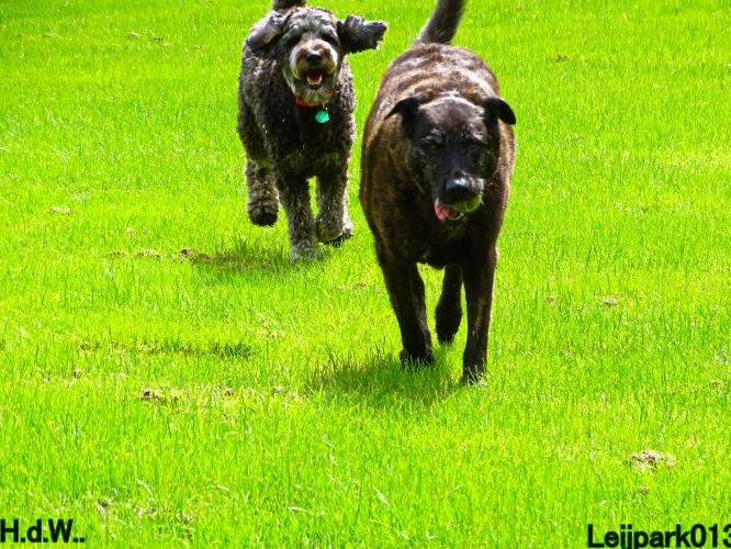 Leijpark013 9 augustus 2023 Beestenboel 