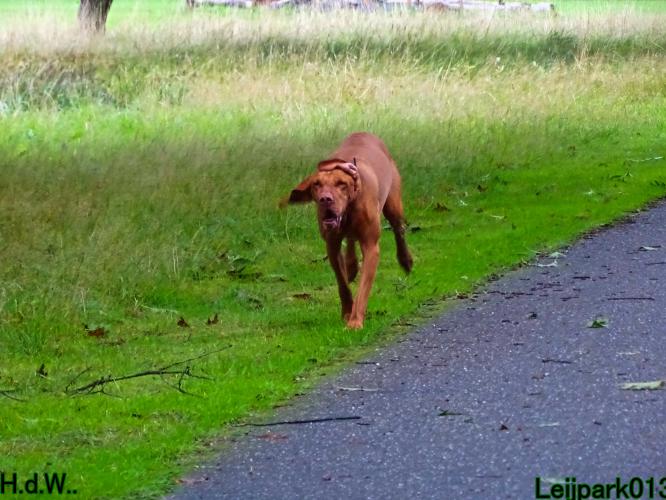 Leijpark013 9 augustus 2023 Beestenboel 