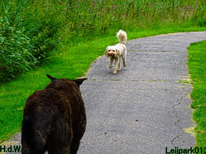 Leijpark013 9 augustus 2023 Beestenboel 