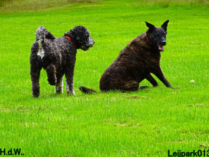 Leijpark013 9 augustus 2023 Beestenboel 