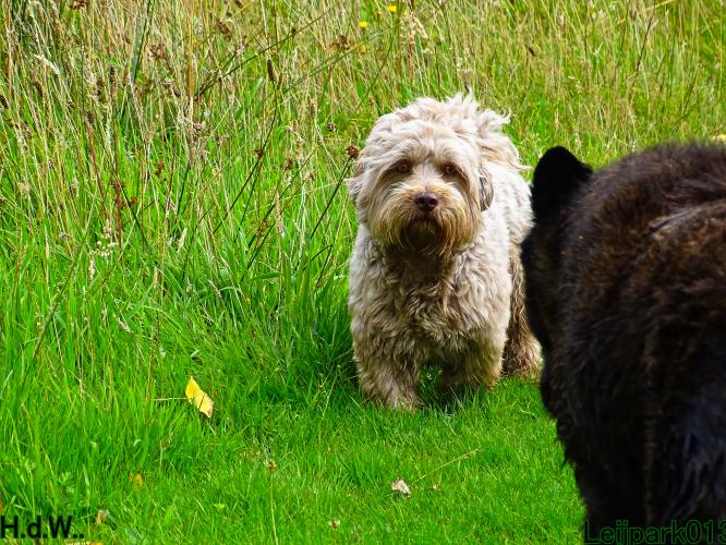 Leijpark013 9 augustus 2023 Beestenboel 