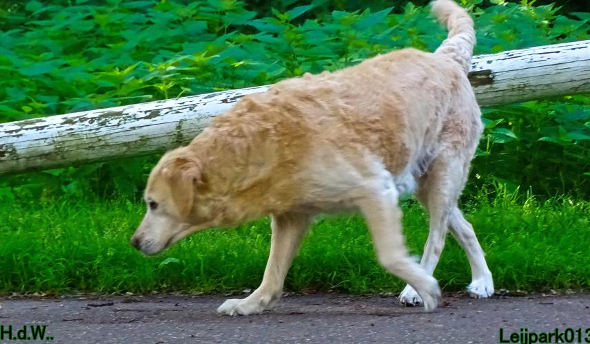 Leijpark013 9 augustus 2023 Beestenboel 