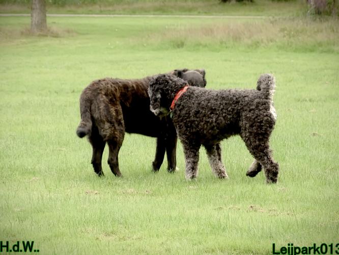Leijpark013 9 augustus 2023 Beestenboel 
