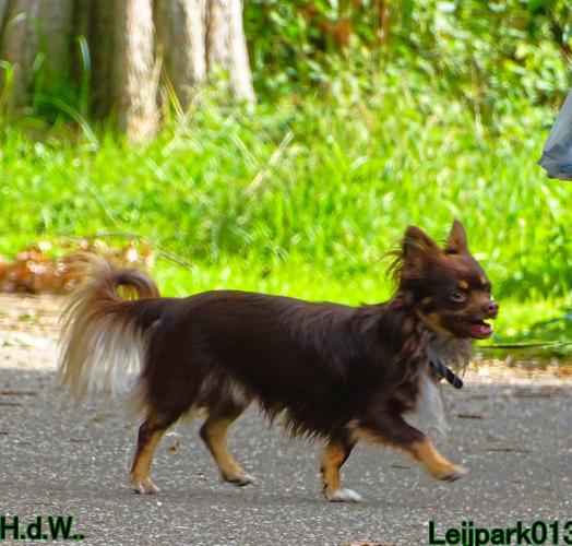 Leijpark013 9 augustus 2023 Beestenboel 
