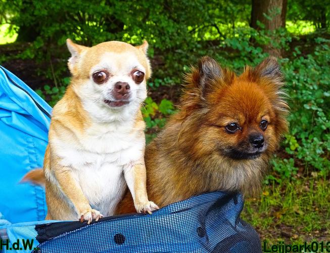 Leijpark013 9 augustus 2023 Beestenboel 