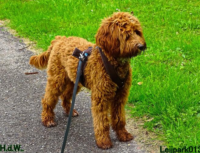 Leijpark013 9 augustus 2023 Beestenboel 