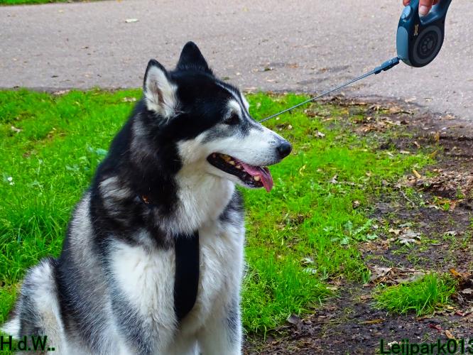 Leijpark013 9 augustus 2023 Beestenboel 