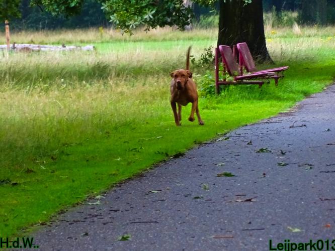 Leijpark013 9 augustus 2023 Beestenboel 