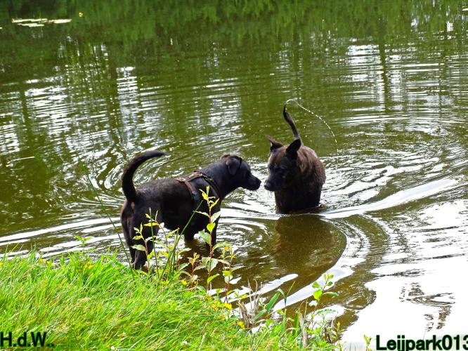 Leijpark013 9 augustus 2023 Beestenboel 