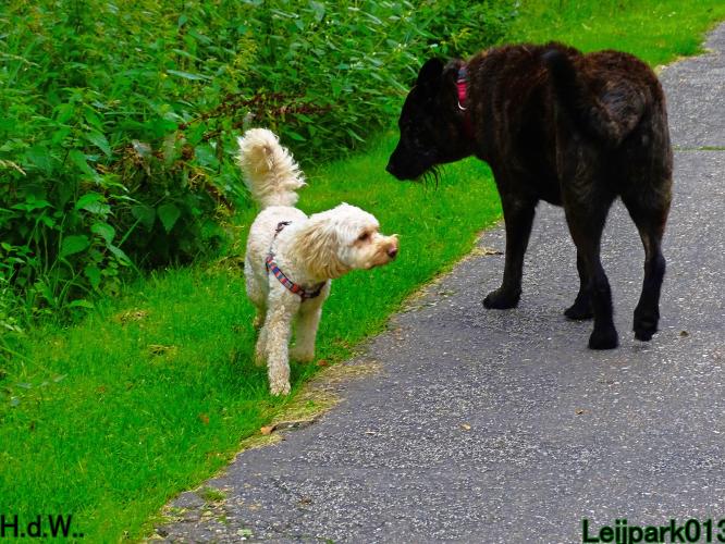 Leijpark013 9 augustus 2023 Beestenboel 