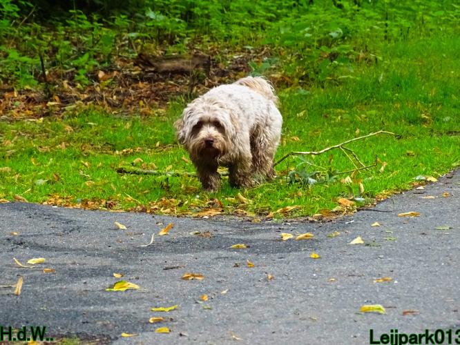 Leijpark013 9 augustus 2023 Beestenboel 