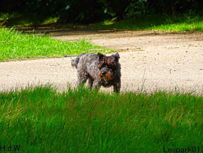 Leijpark013 9 augustus 2023 Beestenboel 