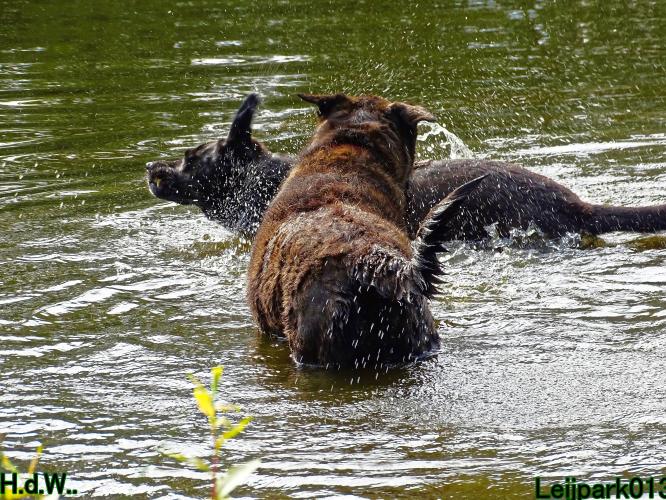 Leijpark013 9 augustus 2023 Beestenboel 