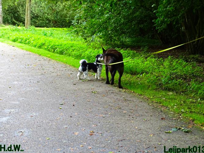 Leijpark013 9 augustus 2023 Beestenboel 