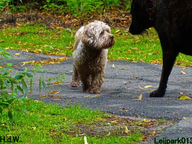 Leijpark013 9 augustus 2023 Beestenboel 