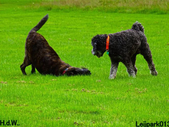Leijpark013 9 augustus 2023 Beestenboel 