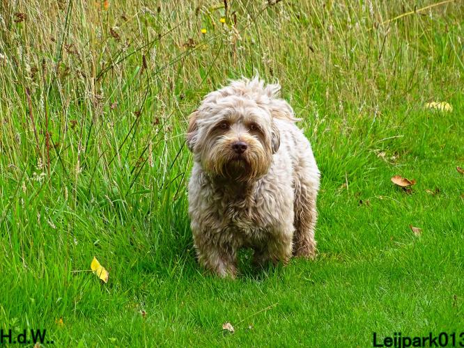 Leijpark013 9 augustus 2023 Beestenboel 