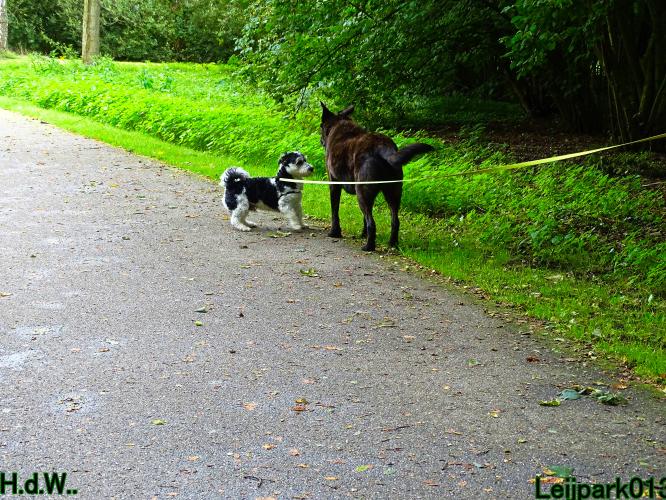 Leijpark013 9 augustus 2023 Beestenboel 