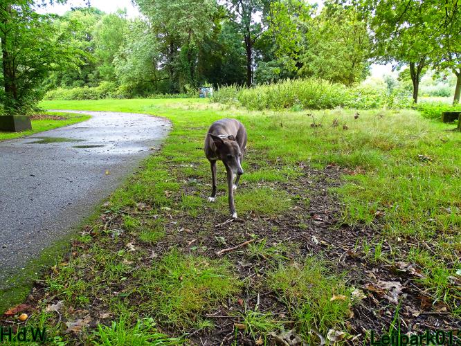 Leijpark013 9 augustus 2023 Beestenboel 