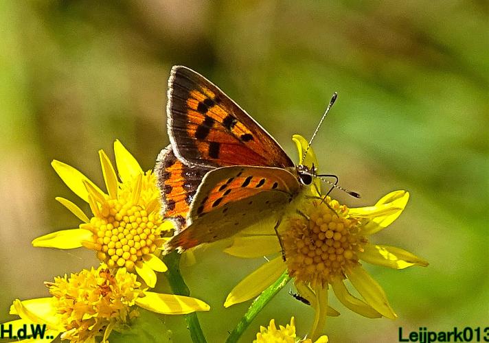 Leijpark013 9 &amp; 10 &amp; 11 &amp; 12 augustus 2023 