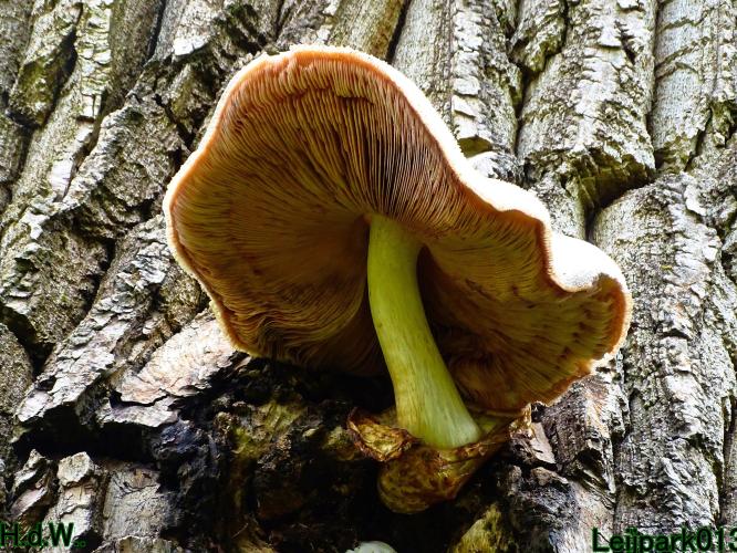 Leijpark013 9 &amp; 10 &amp; 11 &amp; 12 augustus 2023 