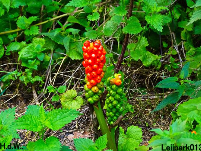 Leijpark013 9 &amp; 10 &amp; 11 &amp; 12 augustus 2023 